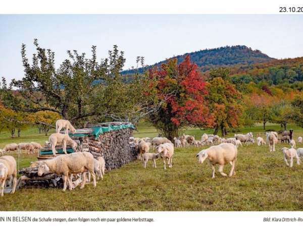 Aus der Südwest-Presse