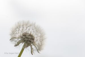 Pusteblume  1 von 1 