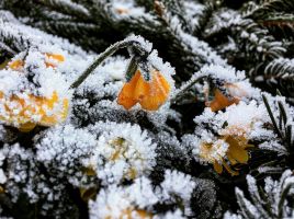 img 4773