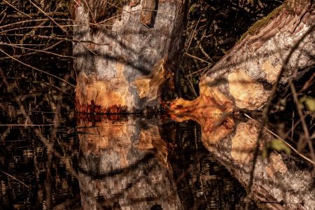 Lauchertsee 1177992 Lauchertsee 1177992