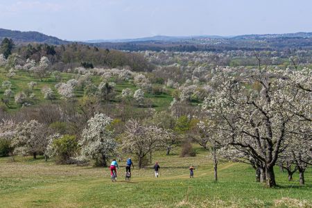 Tulpen Homepage  1113953 Tulpen Homepage  1113953