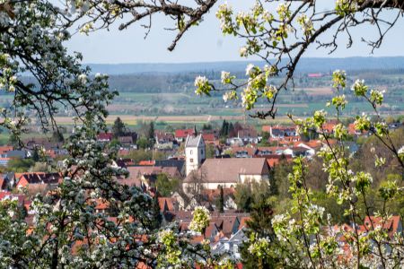 Tulpen Homepage  1114331 Tulpen Homepage  1114331