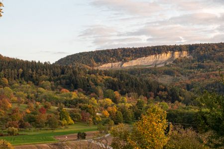 Tulpen Homepage  1173974 Tulpen Homepage  1173974