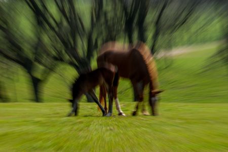 2010 06 539 IMGP2780 20100417 Marbach7 2010 06 539 IMGP2780 20100417 Marbach7