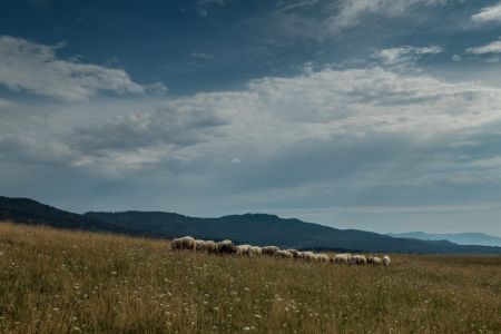 Schafe unterhalb der Burg Hohenzollern Schafe unterhalb der Burg Hohenzollern