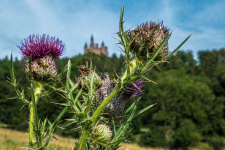 1762.klein Bienensex   1762.klein Bienensex