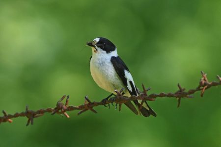 Halsbandschnapper Halsbandschnapper