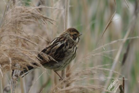 MO Christiane Rohrammer MO Christiane Rohrammer