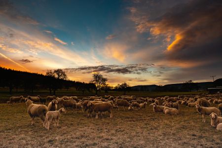 Morgendammerung mit Schafen DiRo Favorit  1179396 Morgendammerung mit Schafen DiRo Favorit  1179396