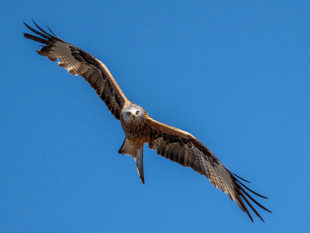 Rotmilan 1 NAT Rotmilan 1 NAT