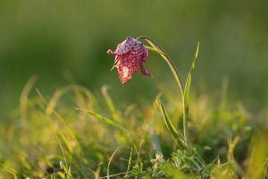 Schachbrettblume 