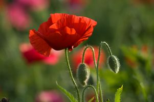 2005 06 13 M Mohn 0355