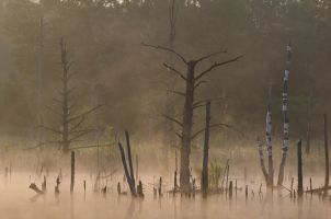 2013 07 27 M Schwenninger Moos 3339