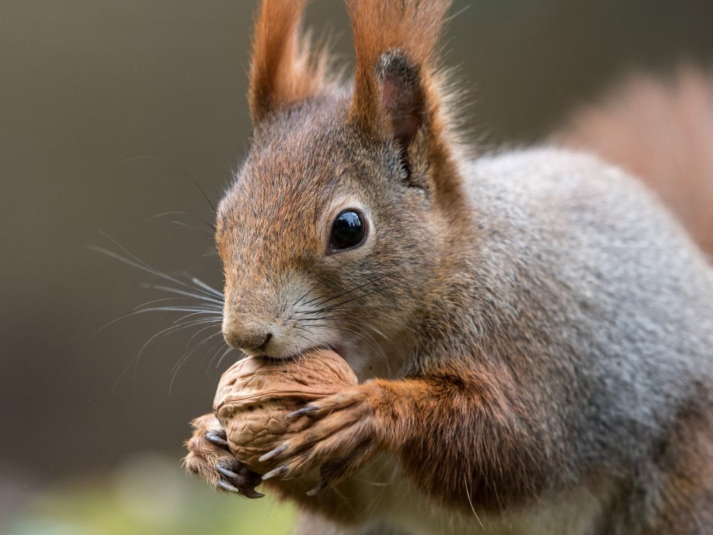 2 Eichhornchen 10 2 Eichhornchen 10