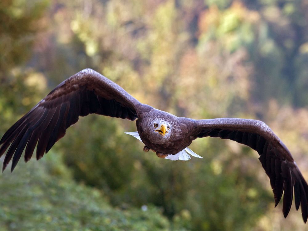 A Im Anflug 30x45 A Im Anflug 30x45