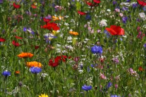 Blumenwiese  2012