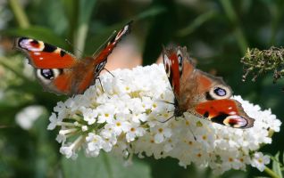 Sommerflieder mit Tagpfauenaugen 