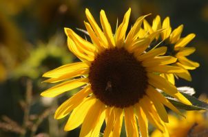 Sonnenblume 2013 