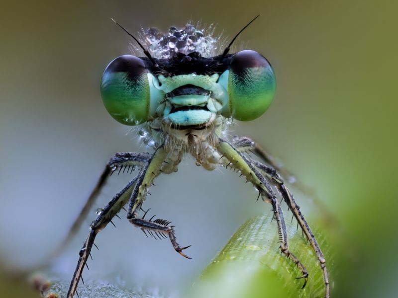 3 platz   e. schlotterbeck guten morgen   rt 3 platz   e. schlotterbeck guten morgen   rt