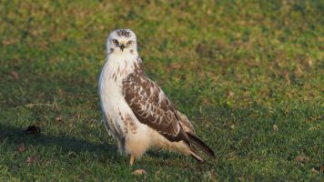 maeusebussard