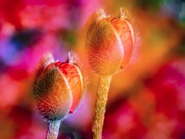 galerie bilder