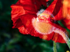 galerie bilder